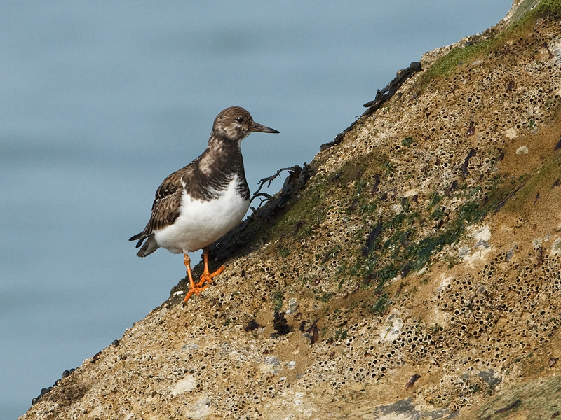 Arenaria interpres Turnstone Steenloper
